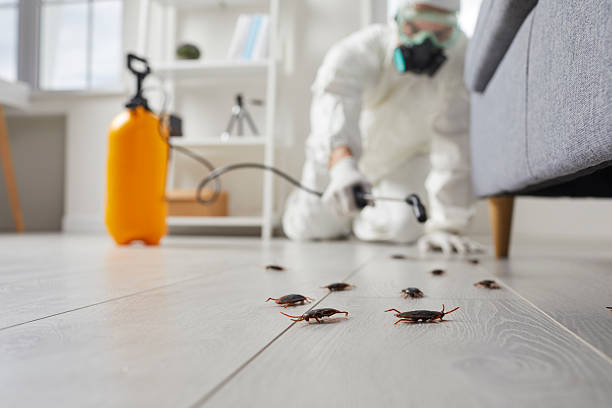 Affordable Termite Control solutions in Mullens, WV